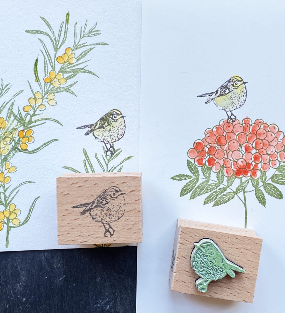 Stempel-Wintergoldhaehnchen